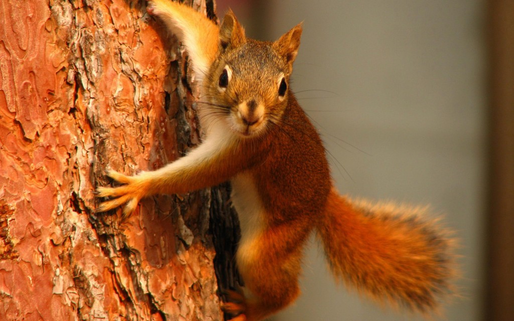 Squirrel-on-tree