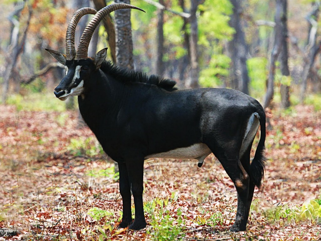 Palanca negra gigante