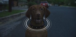 Esta coleira tem mais tecnologia que o seu telemóvel