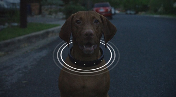 connected-collar