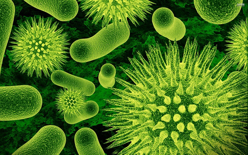 Bacteria