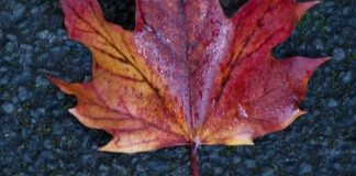 Facebook, Whatsapp e Instagram voltam a sofrer interrupções…