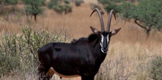 Palanca Negra Gigante será controlada por um sistema informático