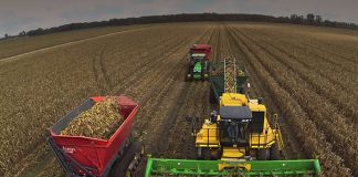 Moçambique já tem tecnologia para a produção comercial de trigo