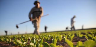 Angola vai beneficiar-se de tecnologia indiana no sector agrícola
