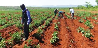 Agricultores angolanos sensibilizados sobre literacia digital